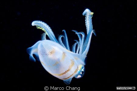 shine squid by Marco Chang 
