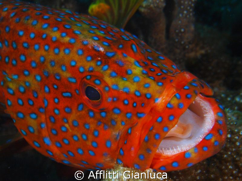 coral grouper by Afflitti Gianluca 