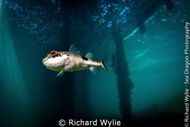 This little toad fish came in to see what I was doing but... by Richard Wylie 