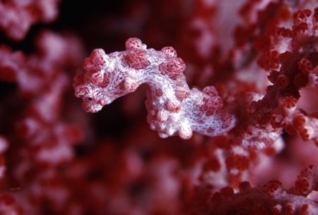 Purple Pygmy Seahorse, Mabul Island Borneo by Edd Brooks 