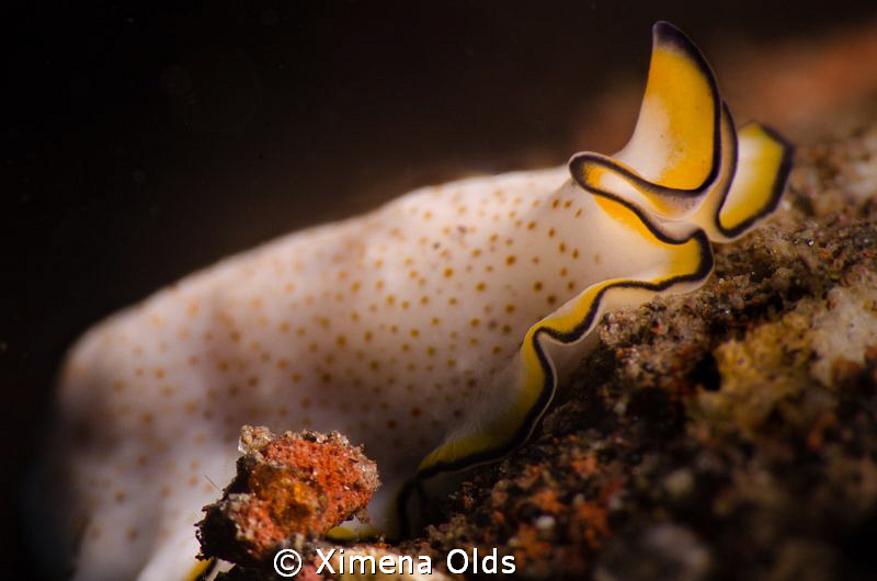 Slippery flatworm.
Nikon D7000 105mmVR Ikelite strobes a... by Ximena Olds 