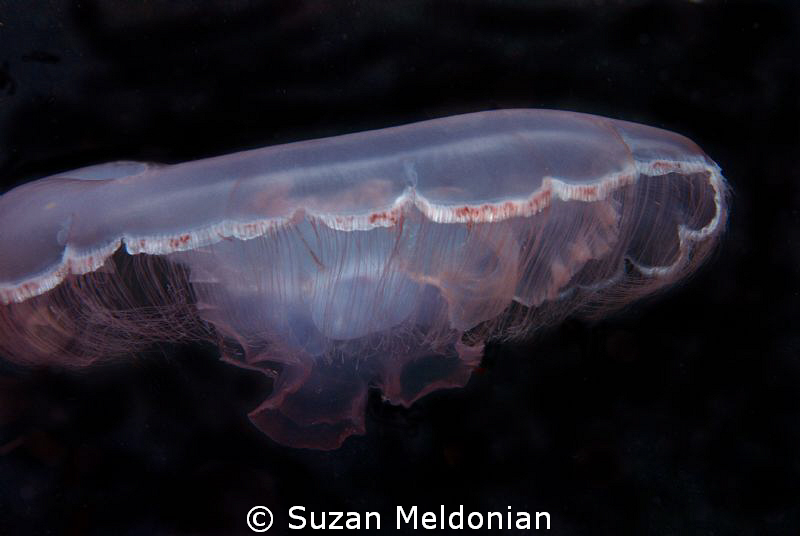 Mooon jelly by Suzan Meldonian 