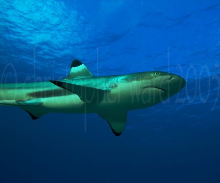 Moorea, French Polynesia. Blacktip shark, 18mm dual strobe. by Christopher Ward 
