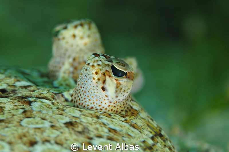 eyes don't lie... by Levent Albas 