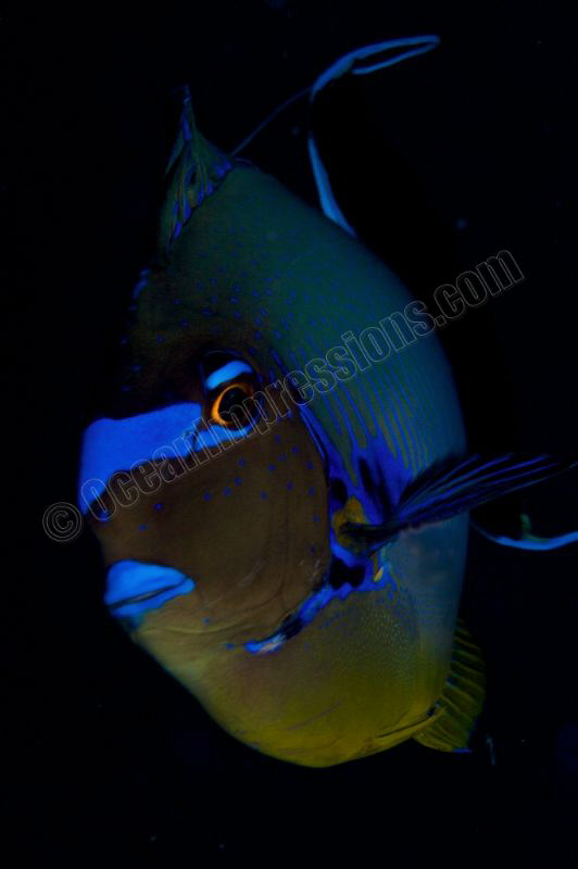 Surgeon fish caught with my macro lens on the safety stop by Barbara Schilling 