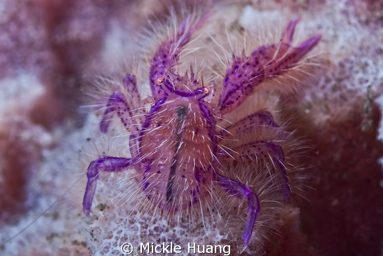 Pink squat lobster
Seraya Bali by Mickle Huang 