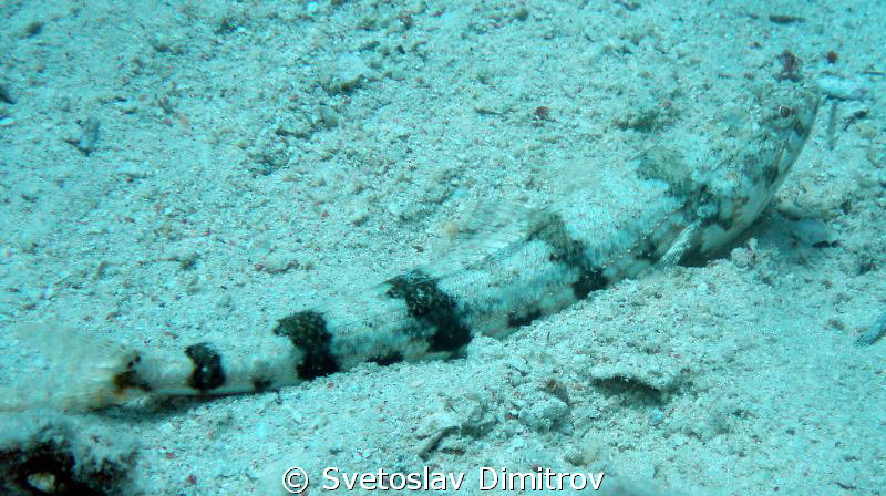 close up of a lizar fish. Picture taken with Olympus M700... by Svetoslav Dimitrov 