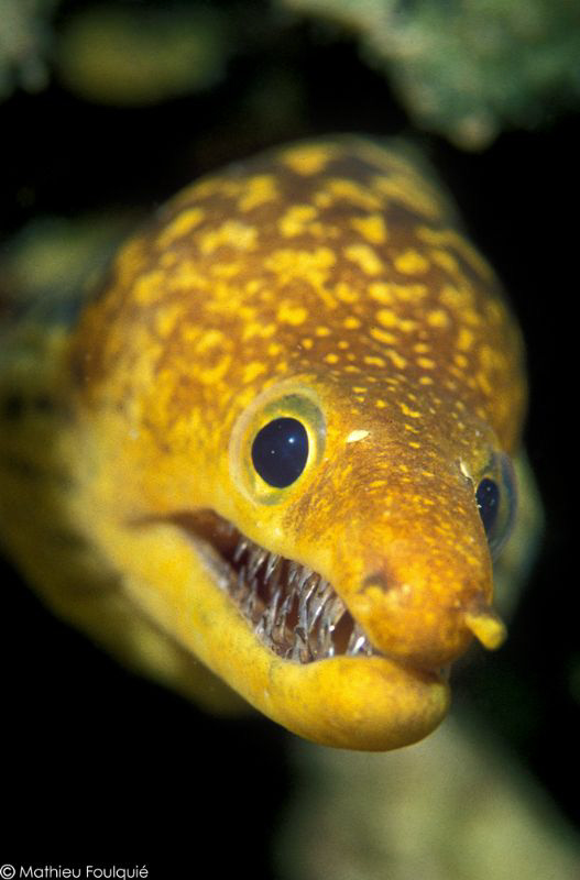hi there ! (Enchelycore anatina, Syria) by Mathieu Foulquié 