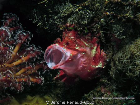 leaf fish with Canon G12 by Jerome Renaud-Goud 