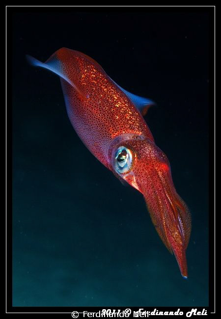 A very fast squid (Loligo vulgaris). by Ferdinando Meli 