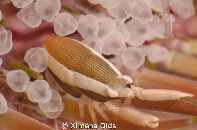 Hold on!! Tiny crab on a Sea Urchin. Under 1 cm long.
Ni... by Ximena Olds 