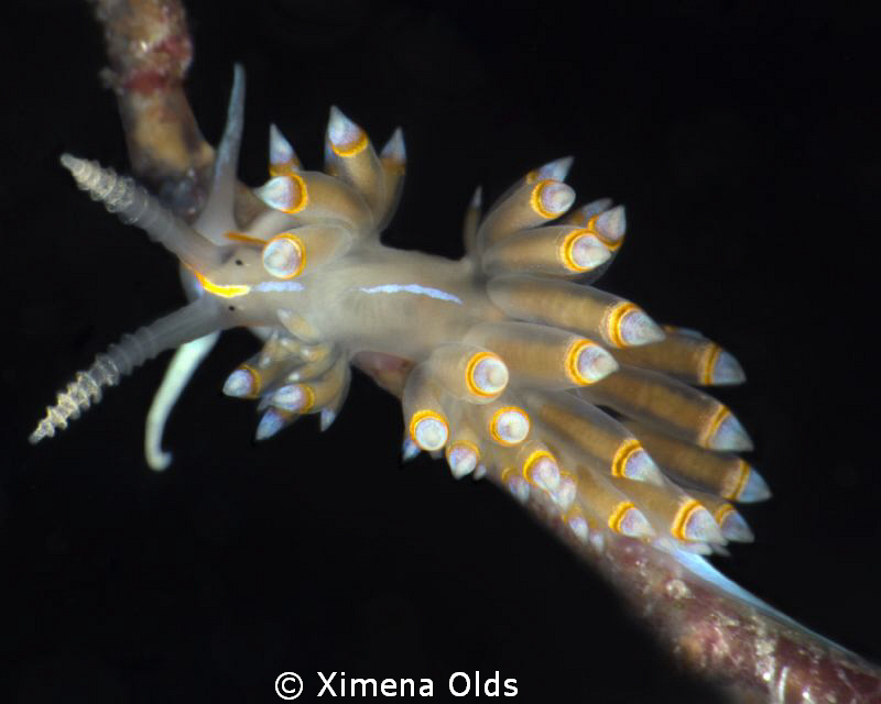Dondice Occidentalis
Nikon D7000 105mmVR Ikelite strobes... by Ximena Olds 
