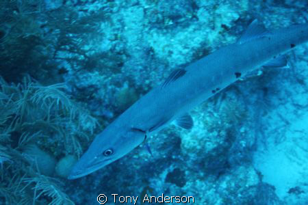 Barracuda off 7 mile beach by Tony Anderson 