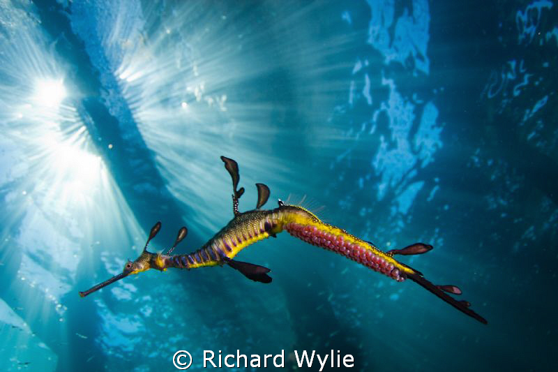 Weedy seadragon with eggs. ISO 100, 1/200 sec, Tokina 17m... by Richard Wylie 