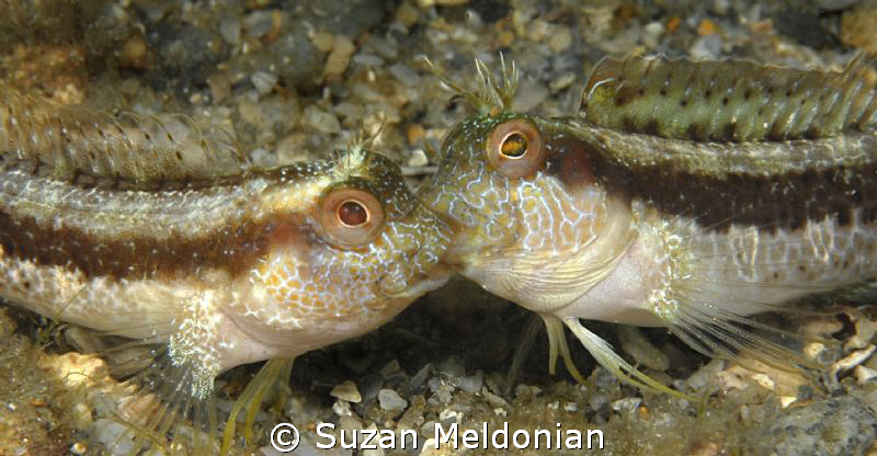 Busted! by Suzan Meldonian 