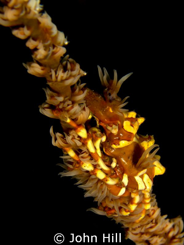 First Zeno Crab encounter! Very pleased to finally tick t... by John Hill 