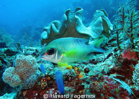 Resting fish by Håvard Fagernes 