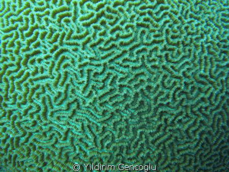 Maze. A close up of a spherical reef. by Yildirim Gencoglu 