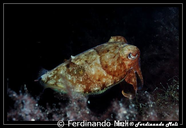Cuttlefish. by Ferdinando Meli 