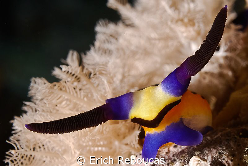 Longhorn Nembrotha by Erich Reboucas 