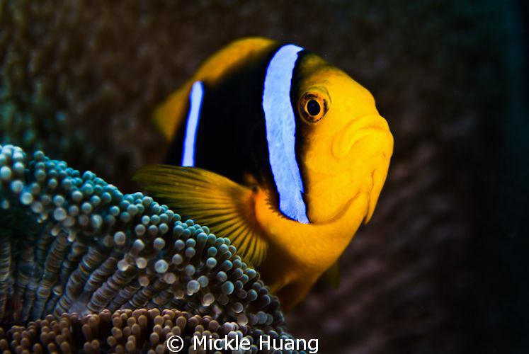 Proud
 by Mickle Huang 