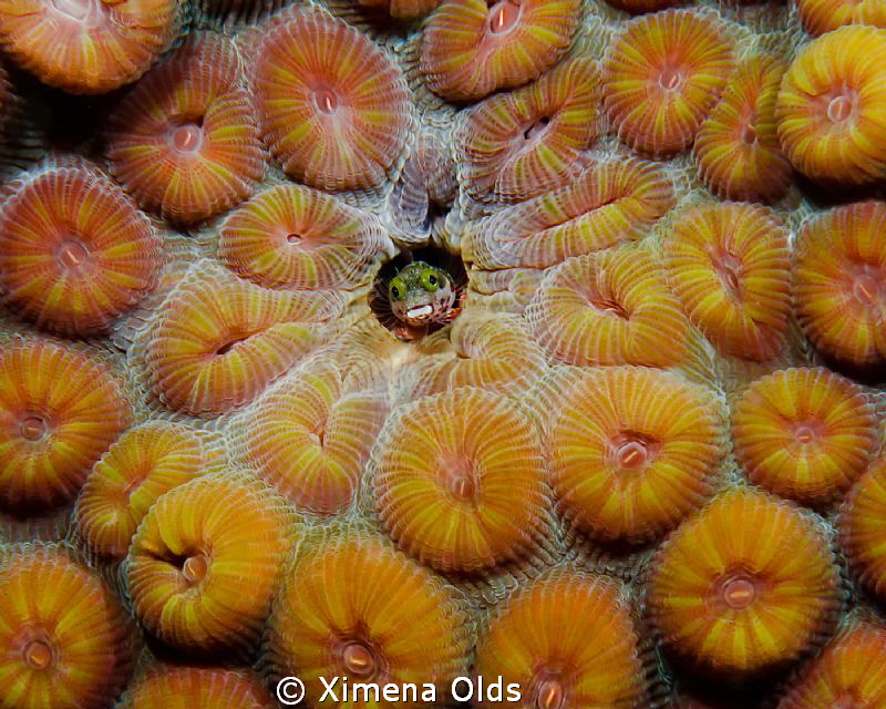 Oooooo.
Secretary Blenny. Bonaire
Nikon D7000 105 mm 1/... by Ximena Olds 
