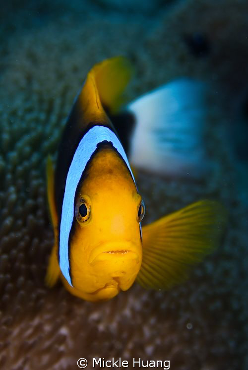 Hello there ! by Mickle Huang 