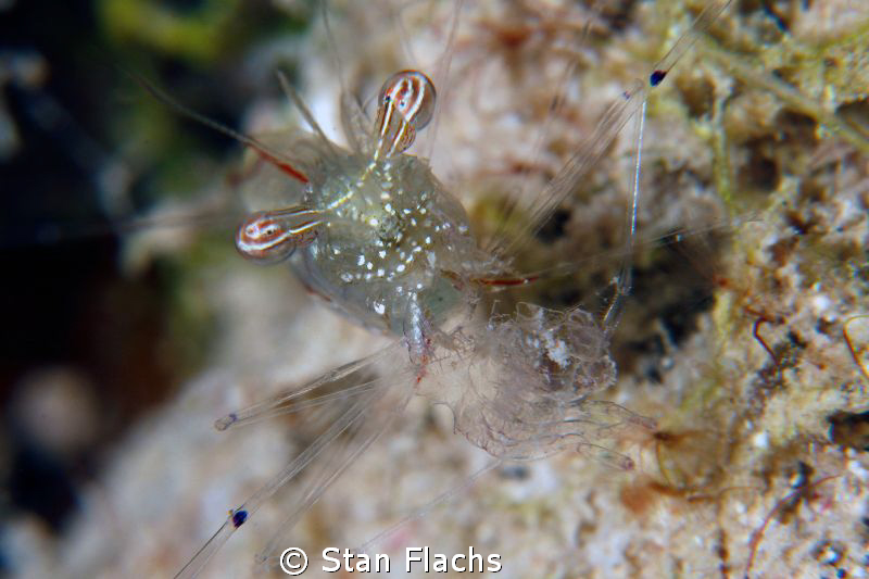 Shrimp having lunch - II. by Stan Flachs 