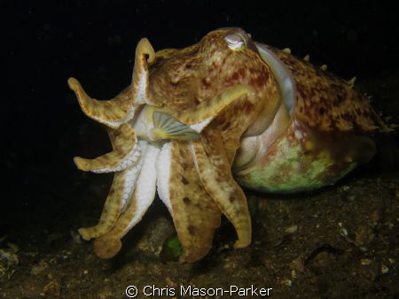 Cuttlefish eating a boxfish, Lembeh Strait. Taken with my... by Chris Mason-Parker 