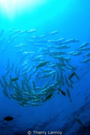 (Caranx Sexfasciatus) - Big eye Trevally schooling above ... by Thierry Lannoy 