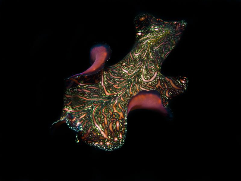 Pseudobiceros bedfordi...flying... by Alex Varani 