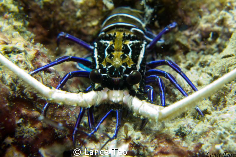 MAcro Lens
Full zoom
Macro Mode by Lance Teo 