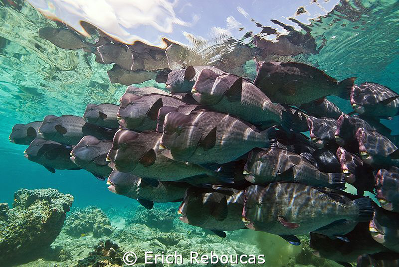 Herds of Sipadan by Erich Reboucas 