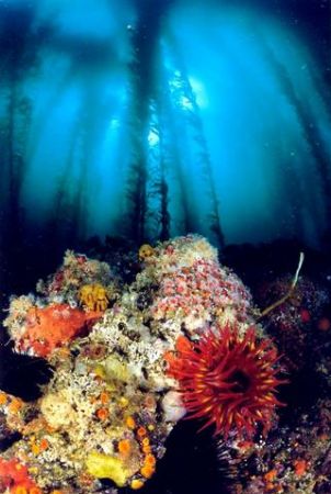 A kelp forest off of Santa Cruz Island, California. Nikon... by Scott Mcclure 