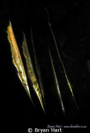 Razor Fish are unusual fish that are relatively common of... by Bryan Hart 
