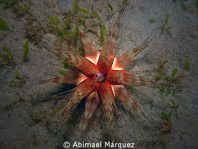 Underwater Star by Abimael Márquez 