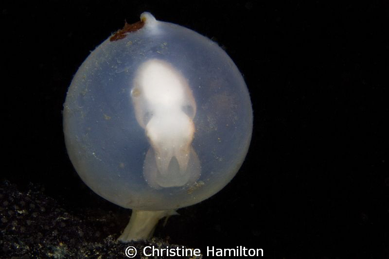 New Life II by Christine Hamilton 