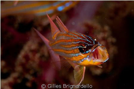 pura island, Alor Archipelago. just lucky... by Gilles Brignardello 