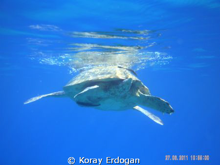 my faithful friend by Koray Erdoğan 