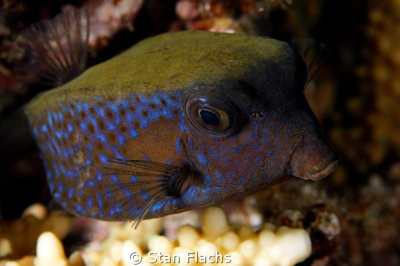 Bluetail trunkfish by Stan Flachs 