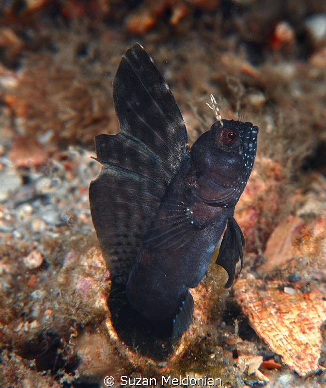 Sailfin Blenny by Suzan Meldonian 