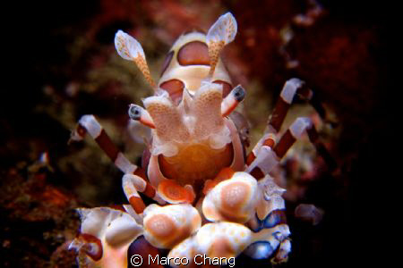 harlequin shimp by Marco Chang 
