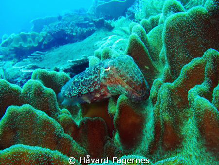 cuddelfish raja ampat by Håvard Fagernes 