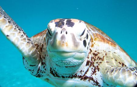 Lazy Sailor - Taken while snorkeling during a surface int... by Patrick Urschel 