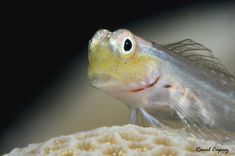 Blennie having a rest on a hard coral at Jocker's reef (S... by Raoul Caprez 