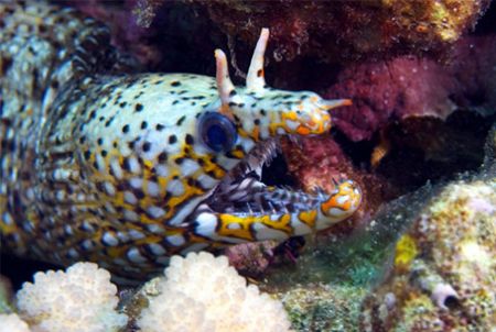 Dragon Moray, Kona HI by Andy Lerner 