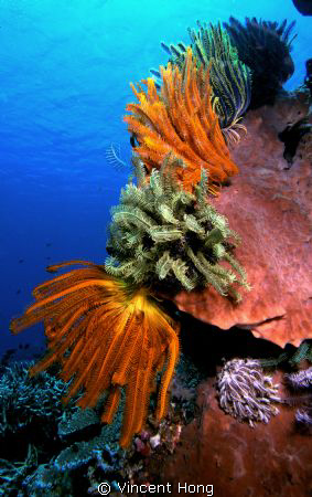 Soft-on-Hard Corals by Vincent Hong 