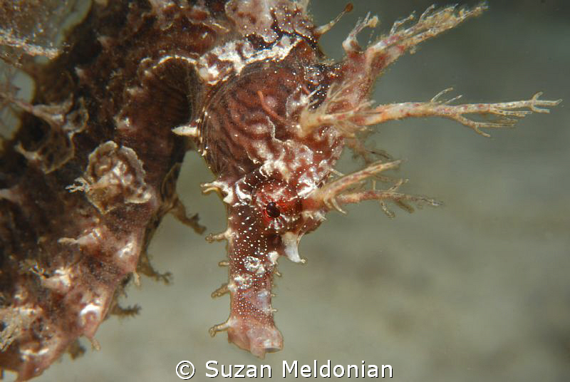 Red Tiger striped Hippocampus erectus by Suzan Meldonian 