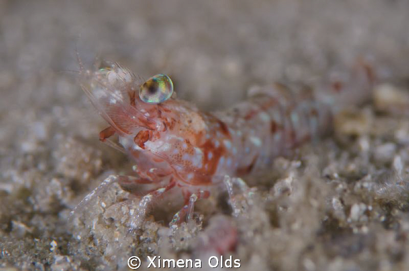 Popped out eyes. Shrimp by Ximena Olds 