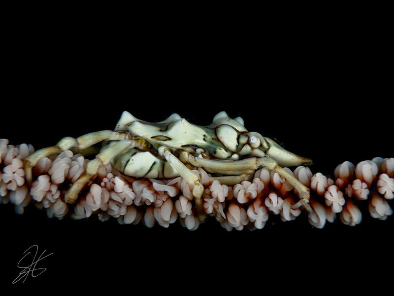 Xeno Crab in Komodo. by Stephen Holinski 